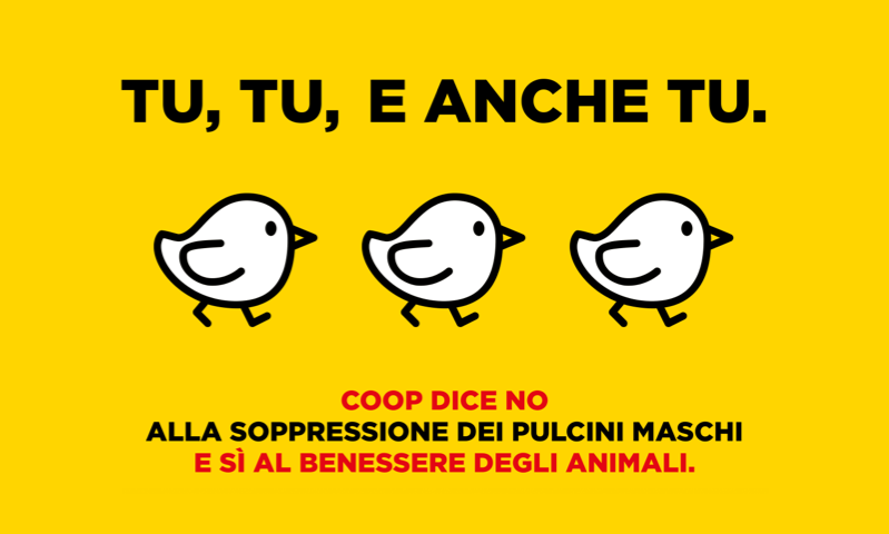 Pulcino maschio.
